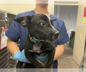 Mutt Dogs for adoption in Waco, TX, USA