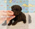 Image preview for Ad Listing. Nickname: Tiny Nestle