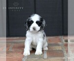 Small Photo #1 Cocker Spaniel Puppy For Sale in NARVON, PA, USA