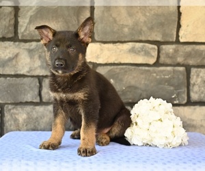 German Shepherd Dog Puppy for sale in MILLERSBURG, OH, USA
