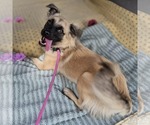 Small #1 Chihuahua Mix