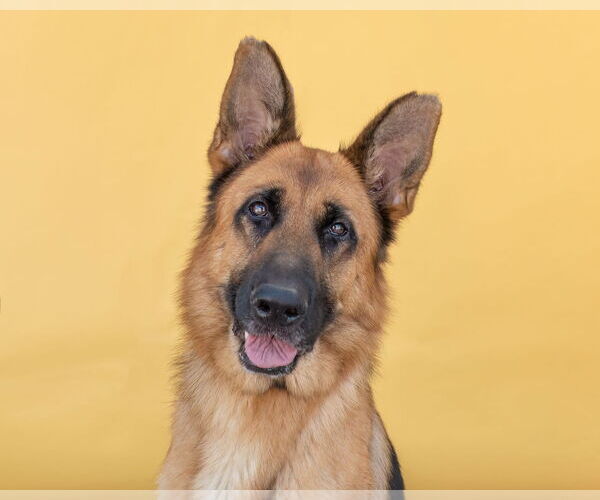 Medium Photo #1 German Shepherd Dog Puppy For Sale in Pasadena, CA, USA
