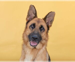 German Shepherd Dog Dogs for adoption in Pasadena, CA, USA