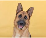 Small German Shepherd Dog