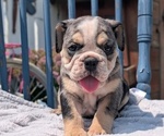 Small Photo #21 English Bulldog Puppy For Sale in GOSHEN, IN, USA