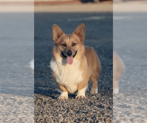 Father of the Pembroke Welsh Corgi puppies born on 03/04/2022