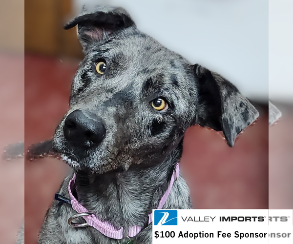 Medium Photo #2 Catahoula Leopard Dog-Unknown Mix Puppy For Sale in Fargo, ND, USA