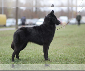 Mother of the Belgian Sheepdog puppies born on 04/10/2025