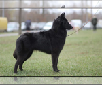 Small Photo #1 Belgian Sheepdog Puppy For Sale in HAMILTON, MO, USA