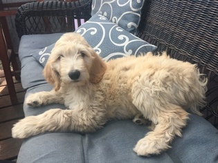 Goldendoodle Puppy for sale in ATLANTA, GA, USA