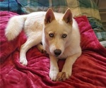Small Photo #1 Siberian Husky Puppy For Sale in PELZER, SC, USA