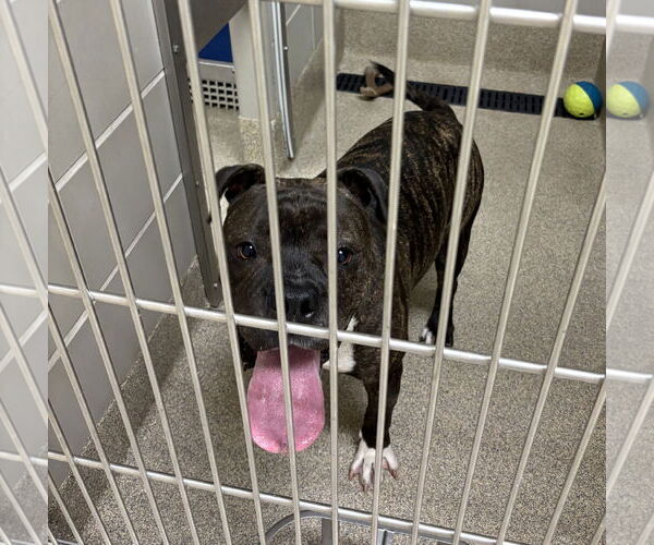 Medium Photo #6 American Bulldog-Unknown Mix Puppy For Sale in Virginia Beach, VA, USA