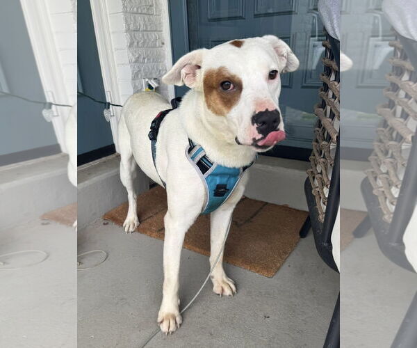 Medium Photo #5 Mutt Puppy For Sale in Germantown, OH, USA