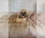 Small #2 Shih Tzu