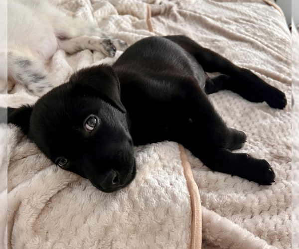 Medium Photo #1 Border Collie-Unknown Mix Puppy For Sale in Brooklyn, NY, USA