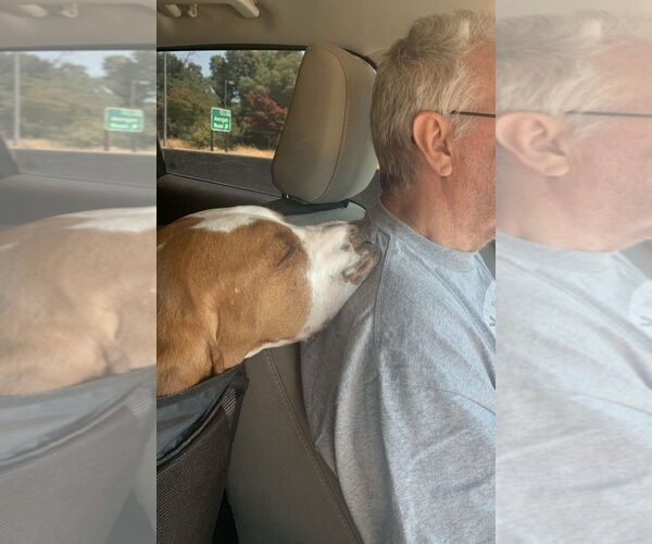 Medium Photo #3 Basset Hound Puppy For Sale in Petaluma, CA, USA