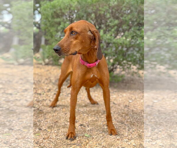 Medium Photo #4 Redbone Coonhound Puppy For Sale in PIPE CREEK, TX, USA