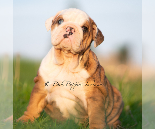 Medium Photo #3 Bulldog Puppy For Sale in WARSAW, IN, USA