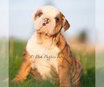 Small #2 Bulldog