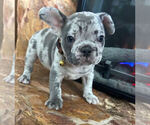 Small Photo #4 French Bulldog Puppy For Sale in ORLANDO, FL, USA