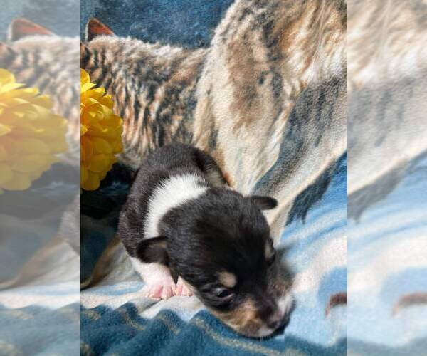 Medium Photo #3 Pembroke Welsh Corgi Puppy For Sale in RICHLAND, MO, USA