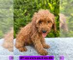 Small #24 Goldendoodle (Miniature)