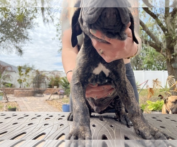Medium Photo #33 Cane Corso Puppy For Sale in LAND O LAKES, FL, USA