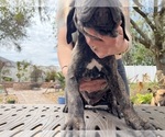 Small Photo #33 Cane Corso Puppy For Sale in LAND O LAKES, FL, USA