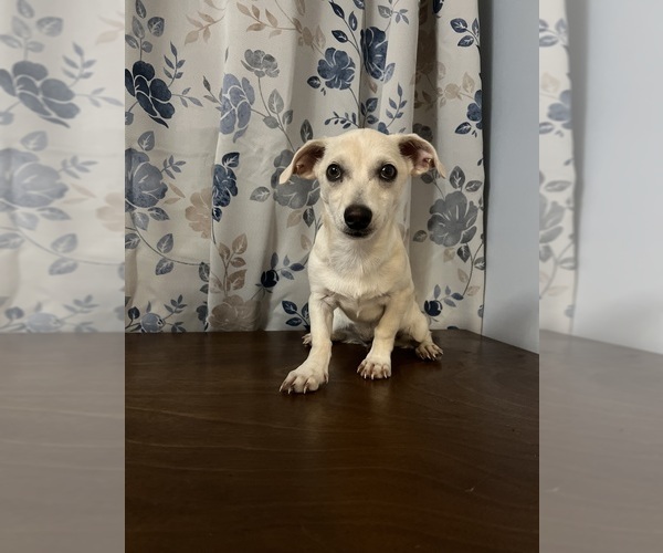 Medium Photo #36 Chihuahua Puppy For Sale in DURHAM, CT, USA