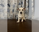 Small #35 Chihuahua