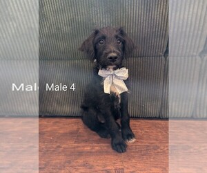 Medium Aussiedoodle-Labradoodle Mix