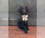 Puppy Puppy 4 Aussiedoodle-Labradoodle Mix