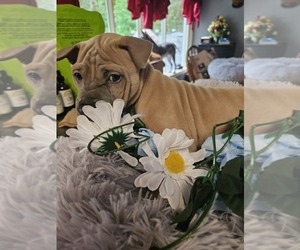 Thai Ridgeback Puppy for Sale in STRONGSVILLE, Ohio USA