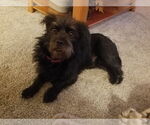 Small #8 Mutt