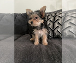 Small Yorkshire Terrier