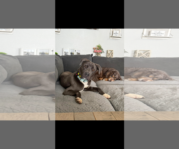 Medium Photo #1 Mutt Puppy For Sale in Polson, MT, USA