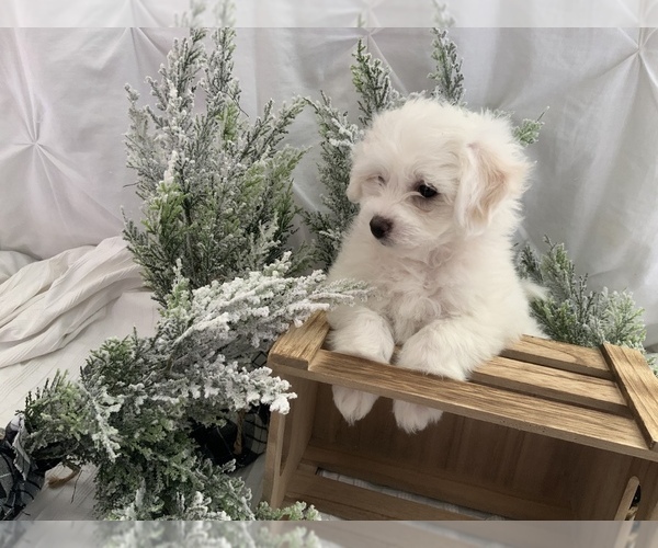 Medium Photo #4 Bichon-A-Ranian Puppy For Sale in GREENWOOD, IN, USA