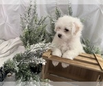 Small Photo #4 Bichon-A-Ranian Puppy For Sale in GREENWOOD, IN, USA