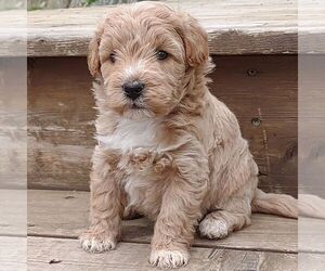 Goldendoodle-Poodle (Miniature) Mix Puppy for sale in STANLEY, WI, USA