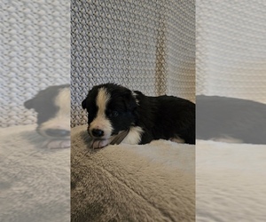 Medium Border Collie