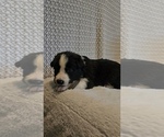 Puppy Grey Border Collie