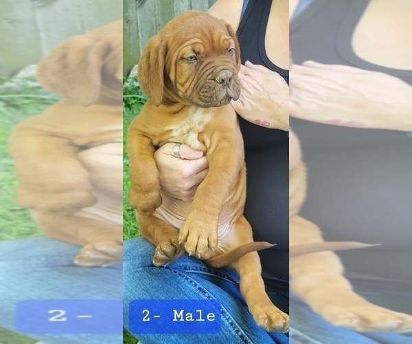 Medium Photo #1 Dogue de Bordeaux Puppy For Sale in MIDDLETOWN, OH, USA