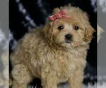 Small #2 Maltipoo