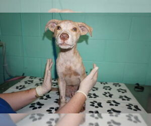 American Pit Bull Terrier-Unknown Mix Dogs for adoption in Ocala, FL, USA