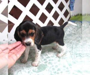 Beagle Puppy for sale in RATTAN, OK, USA