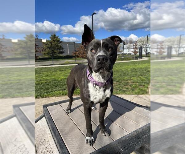 Medium Photo #4 Mutt Puppy For Sale in Elk Grove, CA, USA