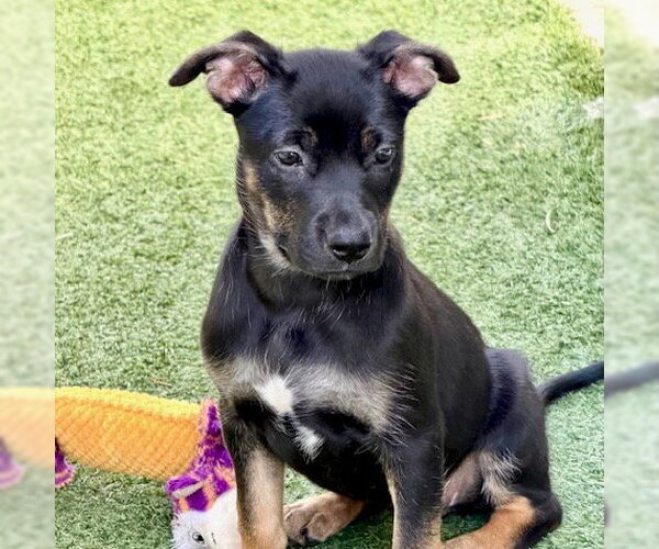 Medium Photo #5 German Shepherd Dog-Unknown Mix Puppy For Sale in San Juan Capistrano, CA, USA