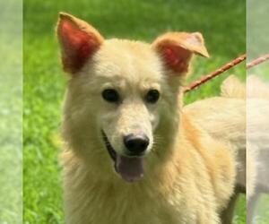 Labrador Retriever-Unknown Mix Dogs for adoption in Yardley, PA, USA