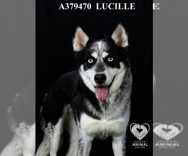 Medium Photo #1 Siberian Husky Puppy For Sale in Stockton, CA, USA