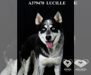 Siberian Husky Dogs for adoption in Stockton, CA, USA